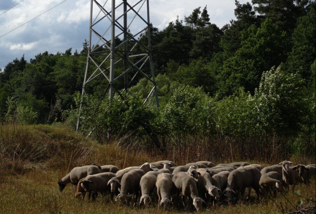 Grasen einer Schafsherde neben der Trasse